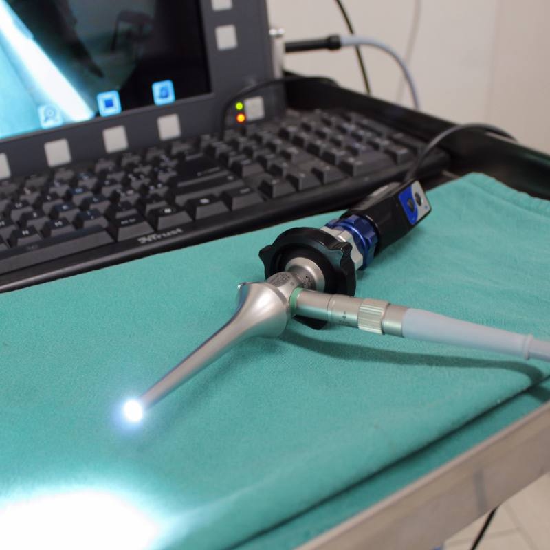 otoscopia cane gatto malnate