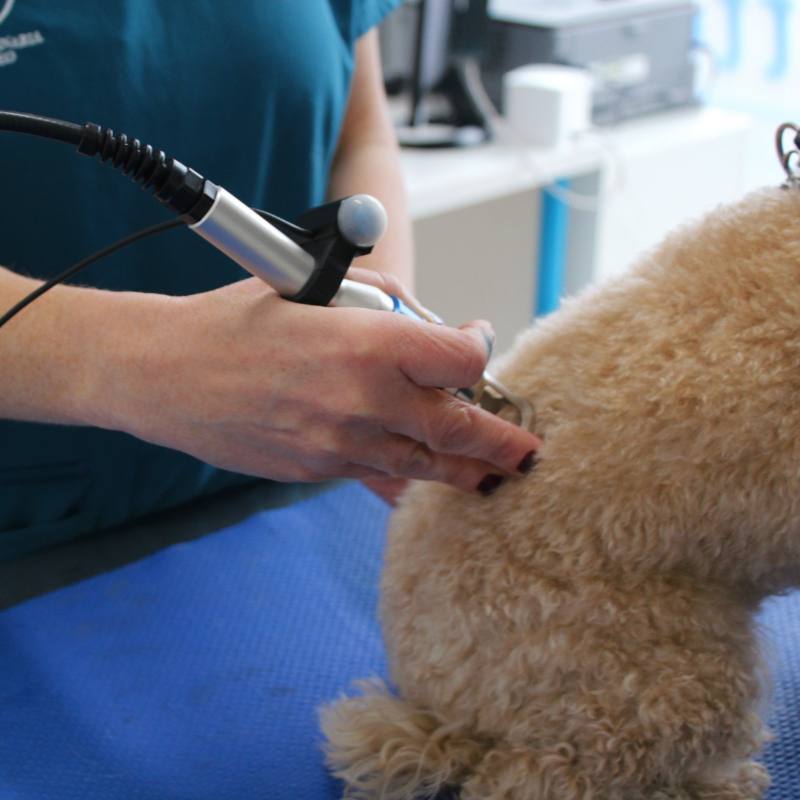 laser terapia cane clinica san matteo malnate