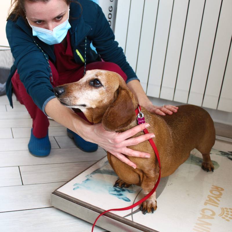 visita nutrizione cane malnate clinica san matteo