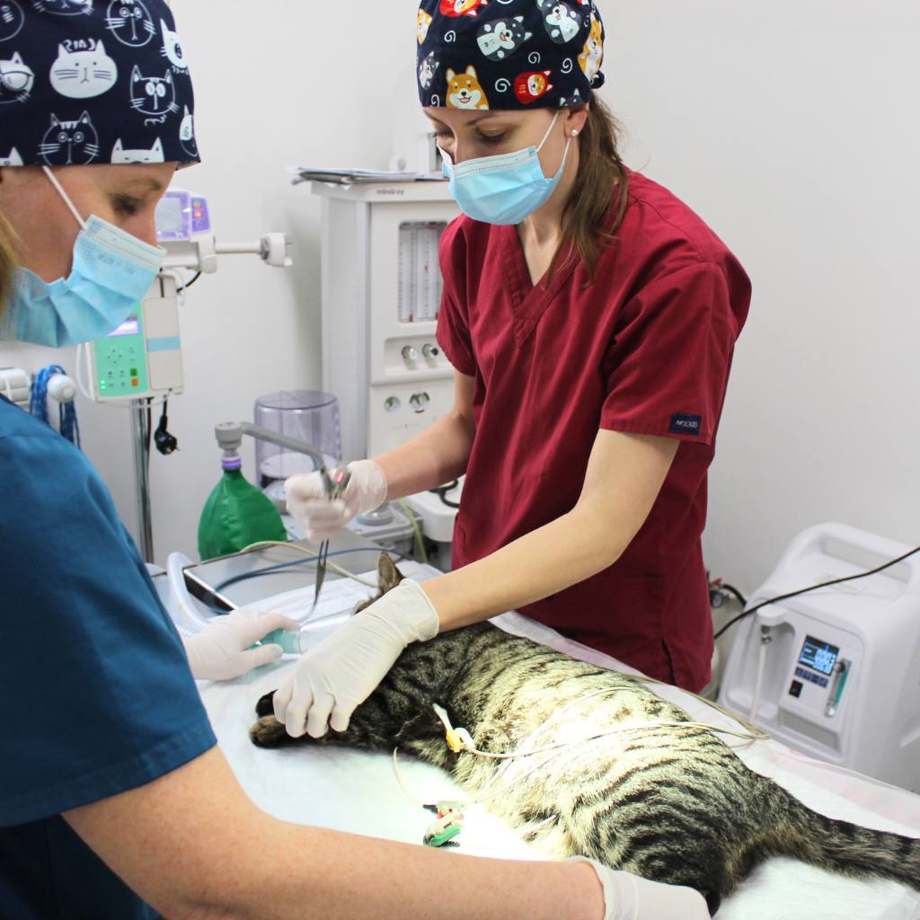 gatto chirurgia veterinaria clinica san matteo malnate
