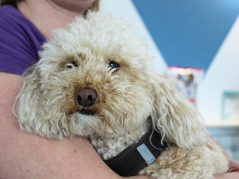 day-hospital cani e gatti malnate veterinario