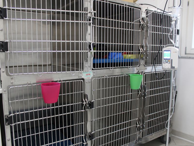 degenza cani e gatti clinica veterinaria san matteo malnate