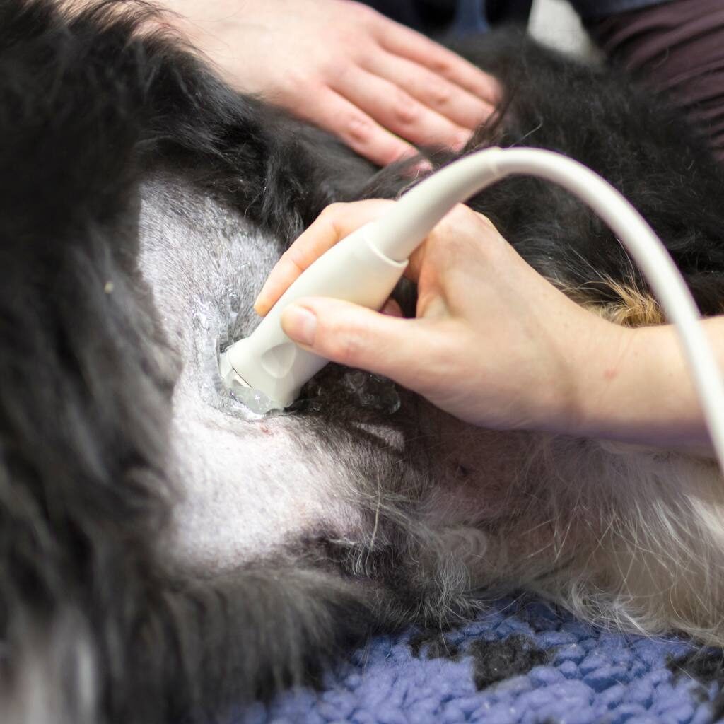 ecografia cane e gatto clinica veterinaria san matteo malnate