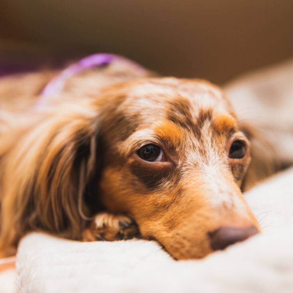 neurologo cani e gatti malnate