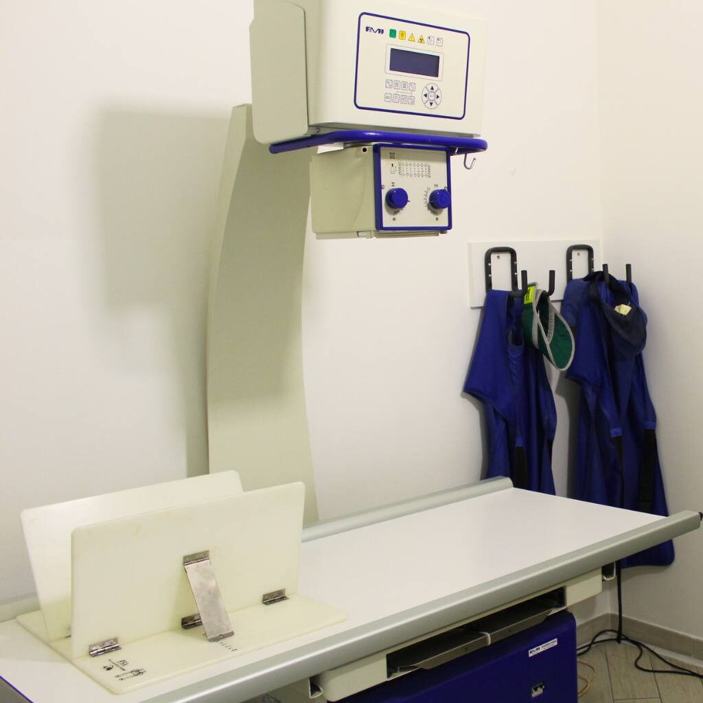 radiologia cane e gatto clinica veterinaria san matteo
