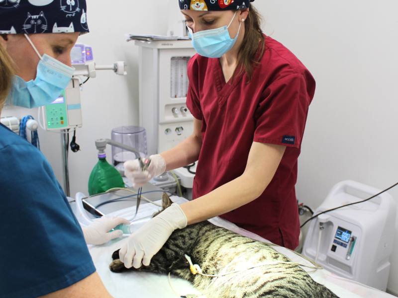 sala chirurgica clinica veterinaria san matteo malnate