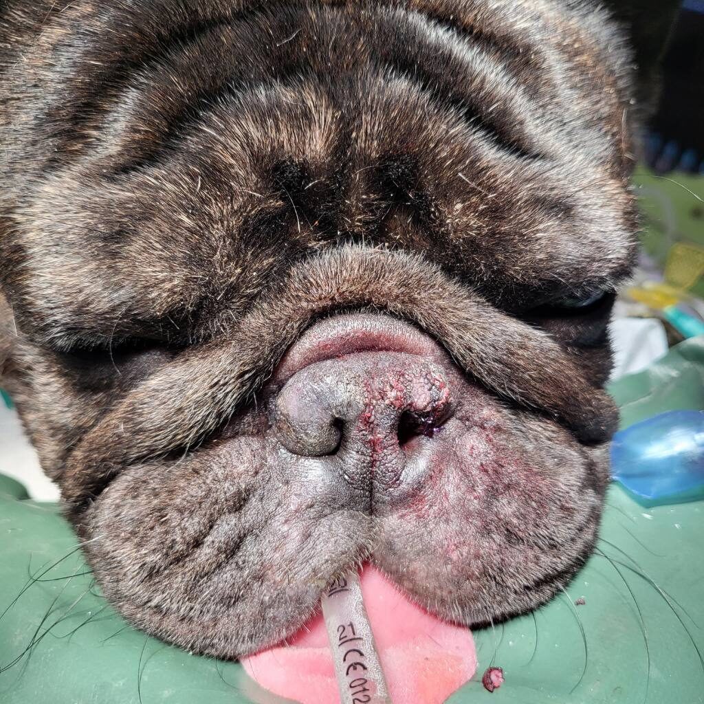 intervento baos cane veterinario malnate