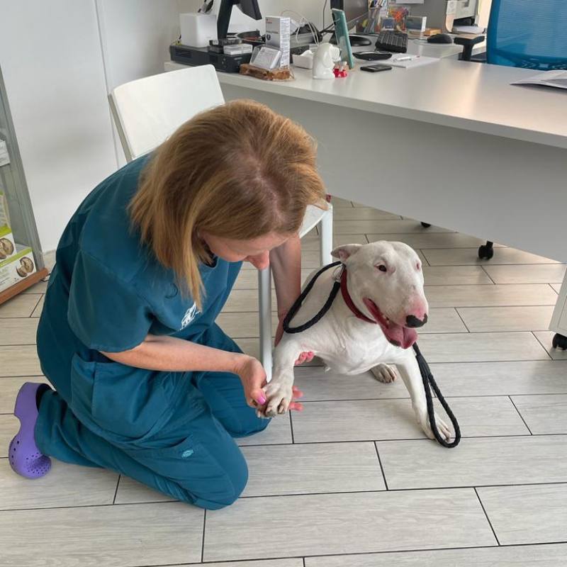 dermatologo cani e gatti malnate