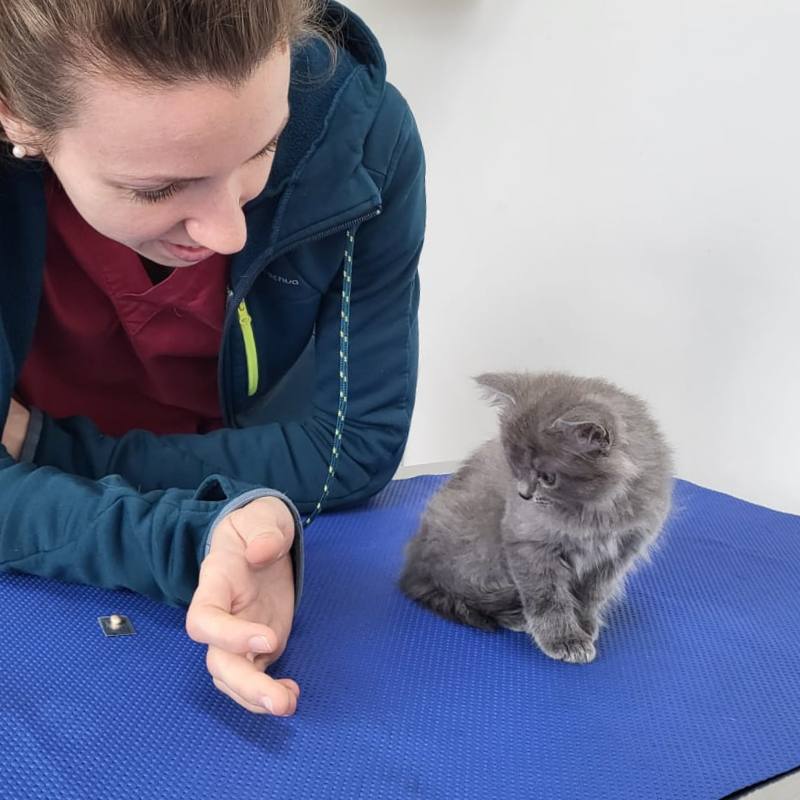 prima visita cuccioli cani e gatti veterinario malnate