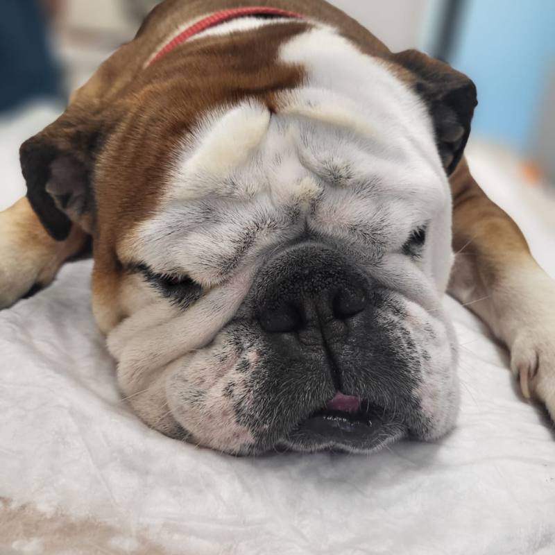 trattamento baos cani brachicefali dr.sa paola cadonà