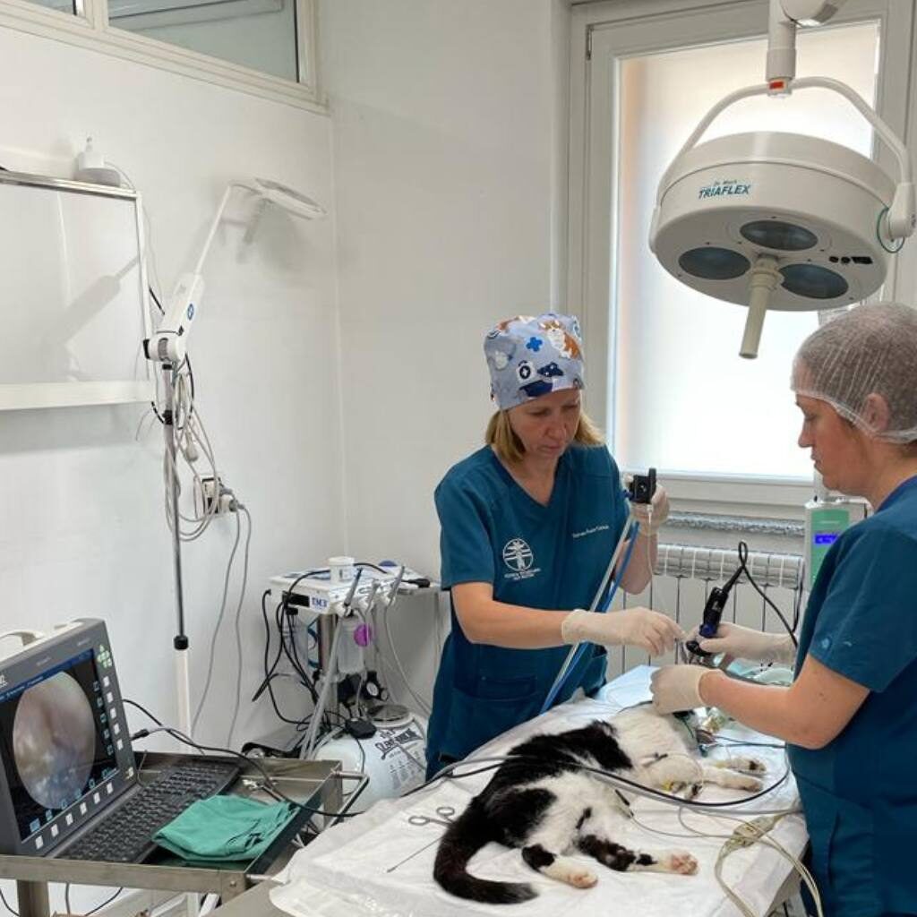 endoscopia veterinario malnate